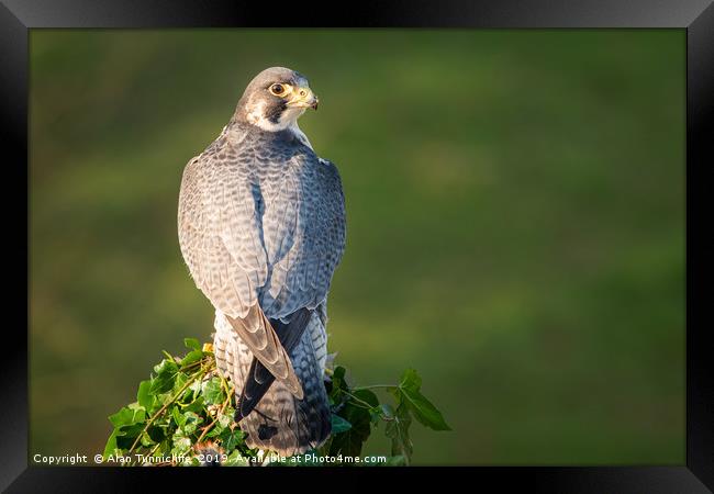 Peregrine falcon Framed Print by Alan Tunnicliffe