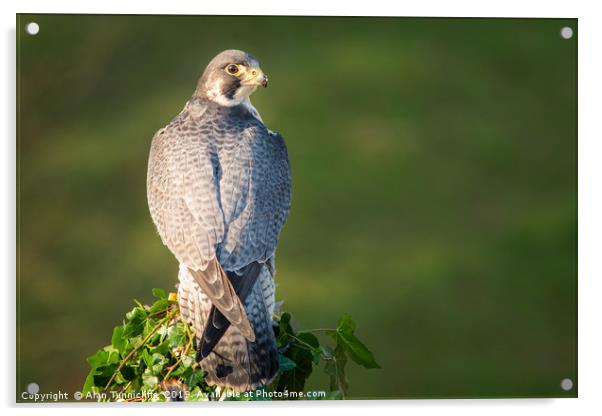 Peregrine falcon Acrylic by Alan Tunnicliffe
