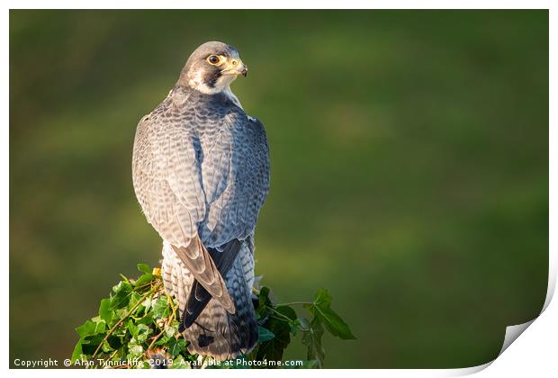 Peregrine falcon Print by Alan Tunnicliffe