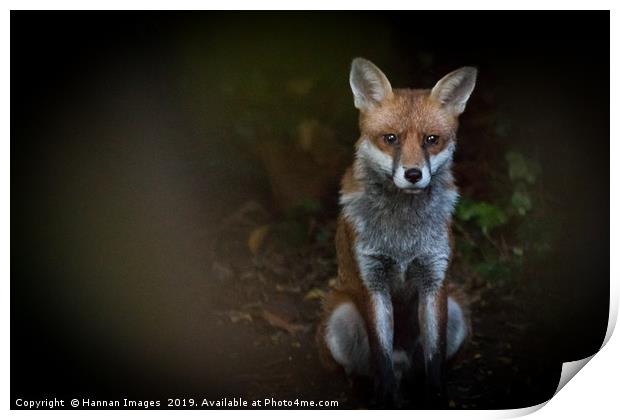 Fox Print by Hannan Images