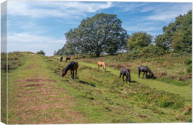 Majestic New Forest Ponies Grazing at Cissbury Rin Canvas Print by Malcolm McHugh