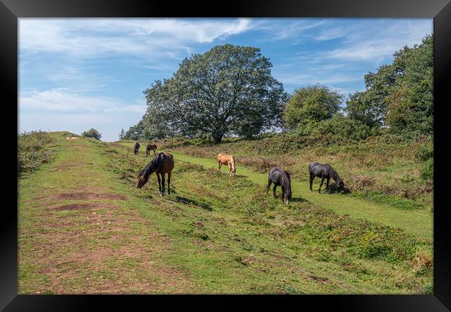 Majestic New Forest Ponies Grazing at Cissbury Rin Framed Print by Malcolm McHugh