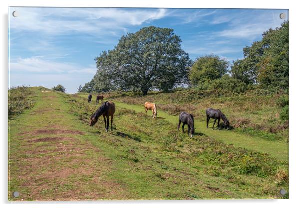 Majestic New Forest Ponies Grazing at Cissbury Rin Acrylic by Malcolm McHugh