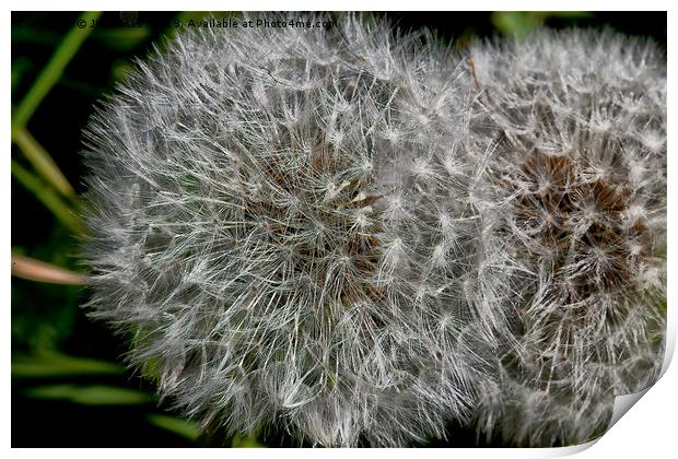 Sparkling Dandelion Clock Print by Jim Jones