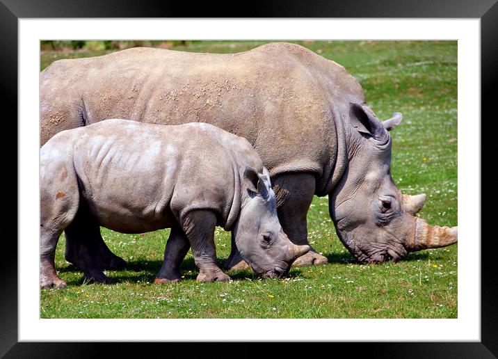 Southern White Rhino Rhinoceros Ceratotherium Simu Framed Mounted Print by Andy Evans Photos