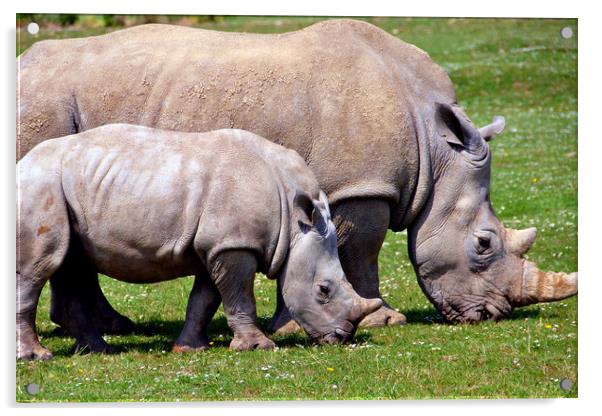 Southern White Rhino Rhinoceros Ceratotherium Simu Acrylic by Andy Evans Photos