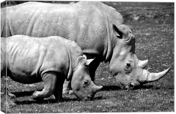 Southern White Rhino Rhinoceros Ceratotherium Simu Canvas Print by Andy Evans Photos