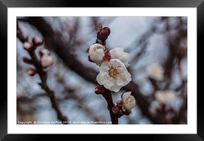 Almond blossom Framed Mounted Print by Christine Seiffert
