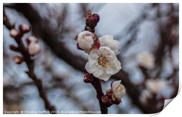 Almond blossom Print by Christine Seiffert