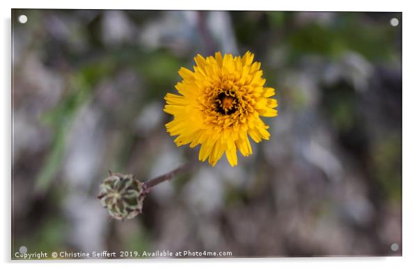 Just one flower Acrylic by Christine Seiffert