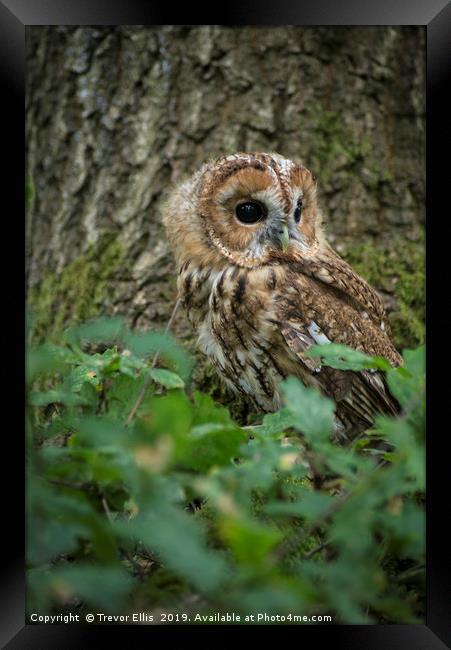 Tawny Owl on the look out Framed Print by Trevor Ellis