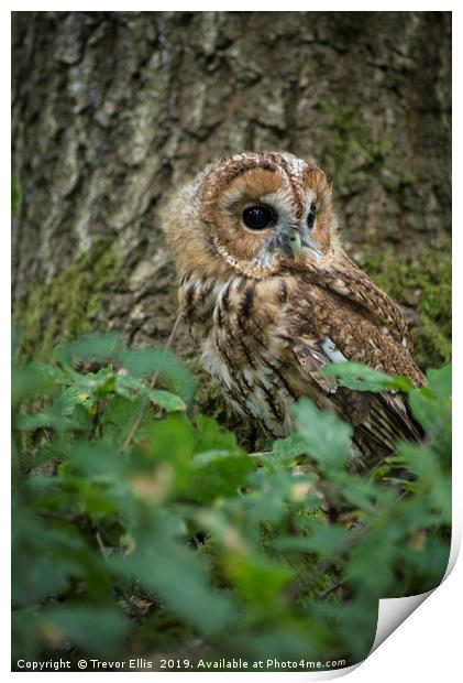 Tawny Owl on the look out Print by Trevor Ellis