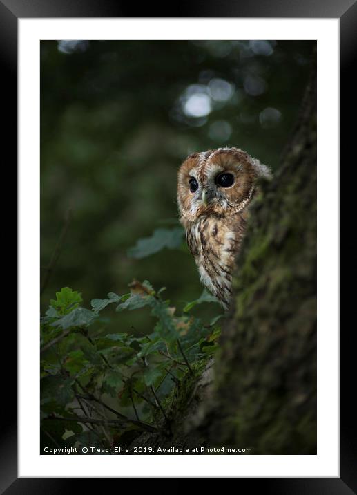 Tawny Owl on the look out Framed Mounted Print by Trevor Ellis