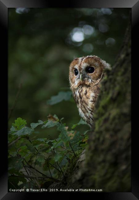 Tawny Owl on the look out Framed Print by Trevor Ellis