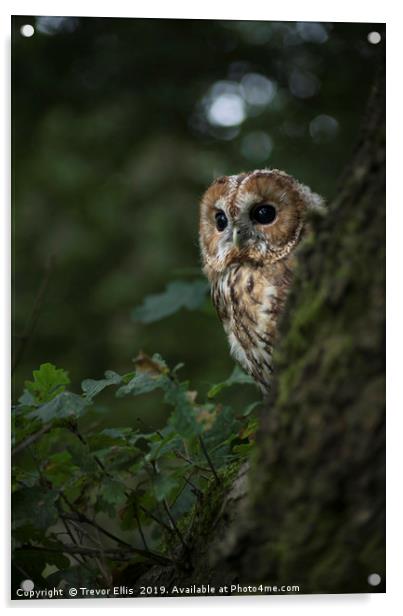Tawny Owl on the look out Acrylic by Trevor Ellis