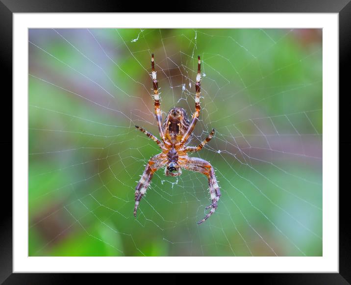 Cross Orbweaver spider Framed Mounted Print by Jonathan Thirkell