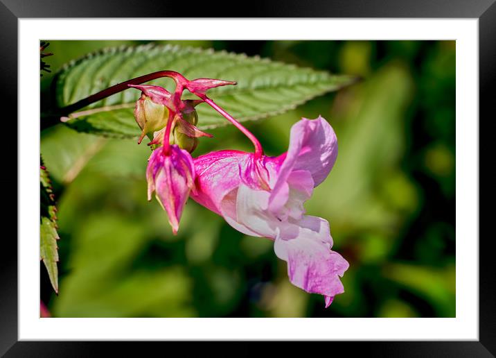 Himalayan Balsam (Impatiens glanduilfera) Framed Mounted Print by Hugh McKean