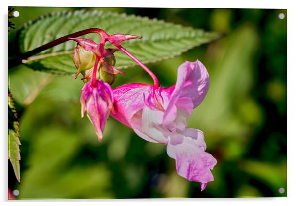 Himalayan Balsam (Impatiens glanduilfera) Acrylic by Hugh McKean