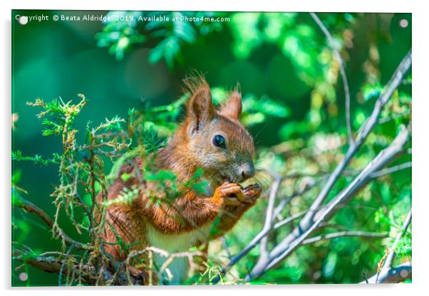 Red squirrel (Sciurus vulgaris) Acrylic by Beata Aldridge