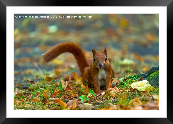 Red squirrel in the park. Framed Mounted Print by Beata Aldridge