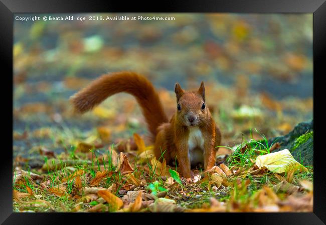 Red squirrel in the park. Framed Print by Beata Aldridge