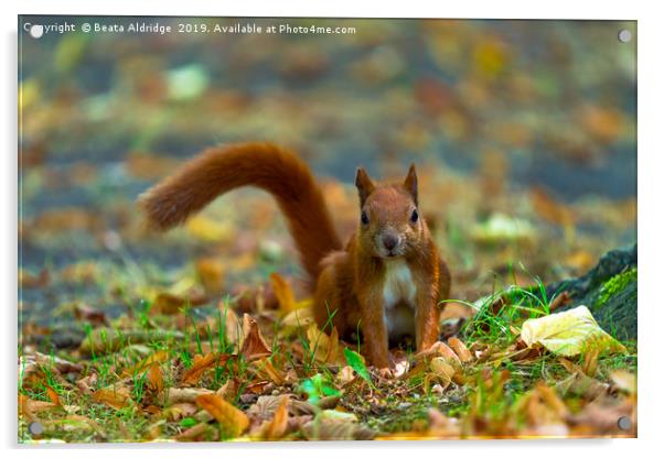 Red squirrel in the park. Acrylic by Beata Aldridge