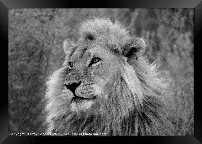 The King of Africa Framed Print by Steve Adams