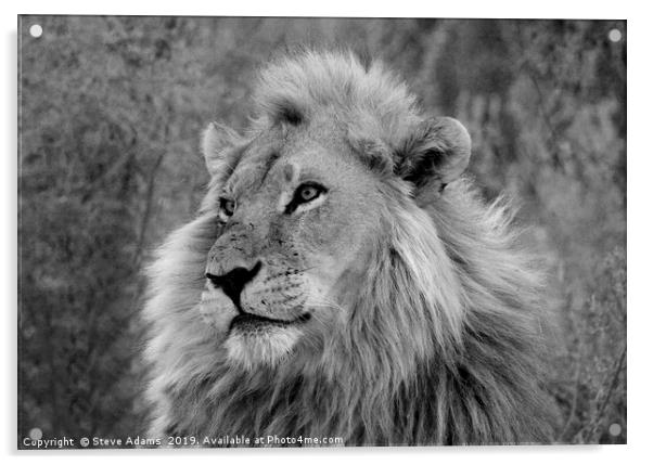 The King of Africa Acrylic by Steve Adams