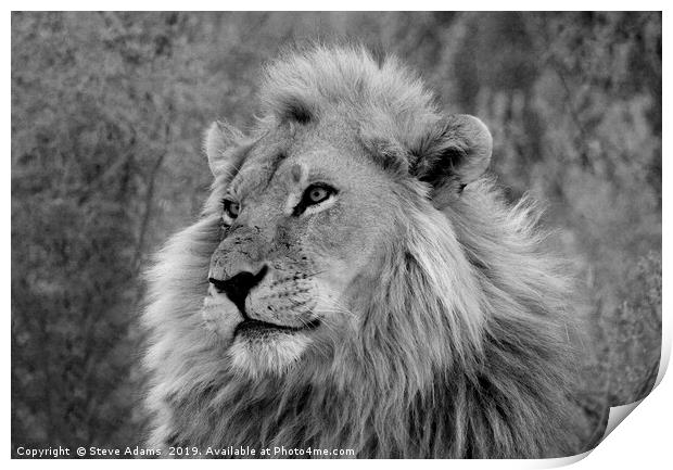 The King of Africa Print by Steve Adams