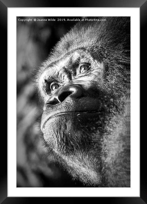 Gorilla Framed Mounted Print by Joanne Wilde