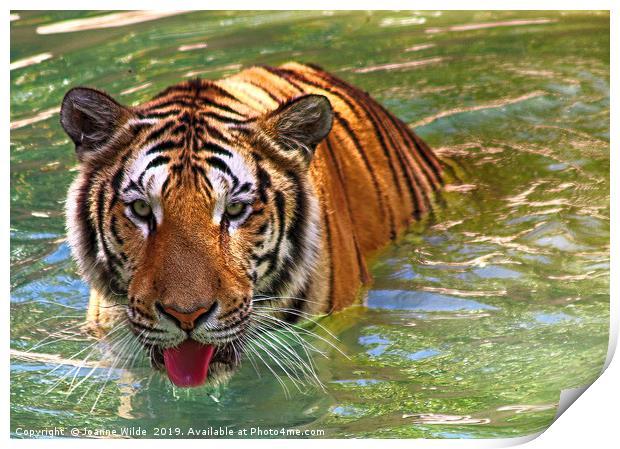 Tiger Print by Joanne Wilde