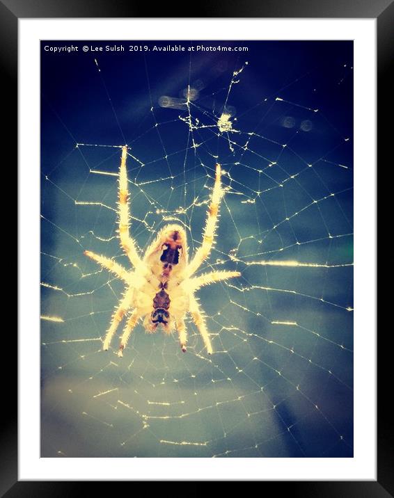 Common spider Framed Mounted Print by Lee Sulsh