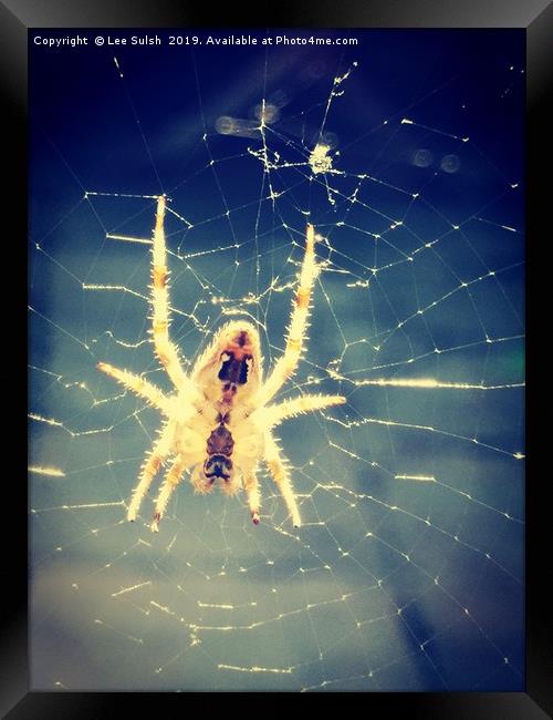 Common spider Framed Print by Lee Sulsh