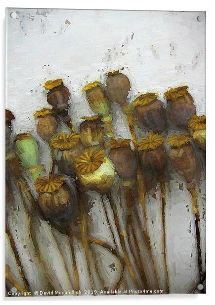       Poppy Heads and Seeds                       Acrylic by David Mccandlish