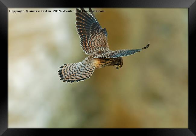 LOOKING FOR LUNCH Framed Print by andrew saxton