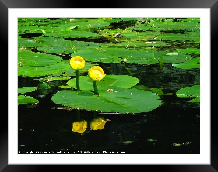 Water Lilies on the Forth & Clyde canal Framed Mounted Print by yvonne & paul carroll