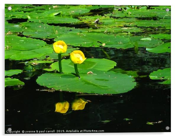 Water Lilies on the Forth & Clyde canal Acrylic by yvonne & paul carroll
