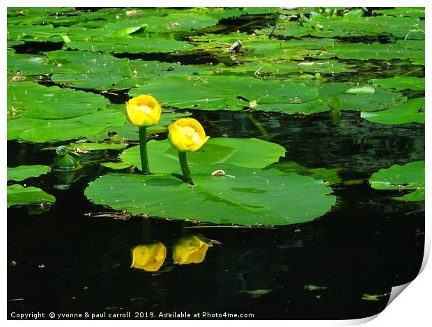 Water Lilies on the Forth & Clyde canal Print by yvonne & paul carroll