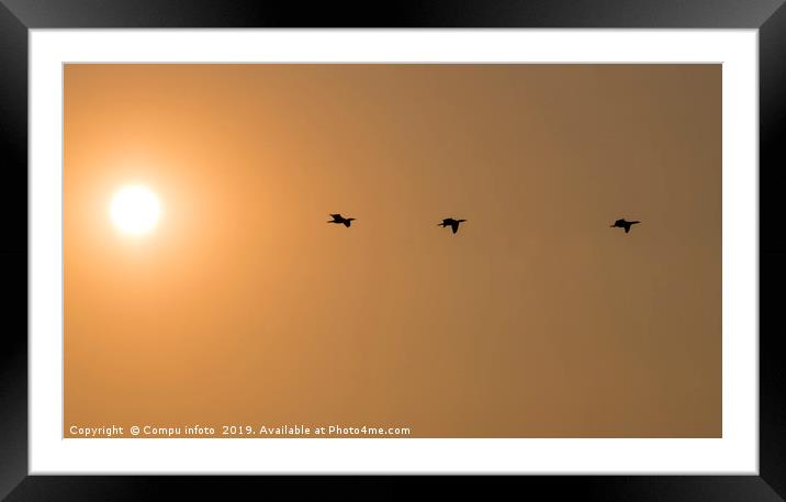 three cormorantbirds fly during sunset Framed Mounted Print by Chris Willemsen