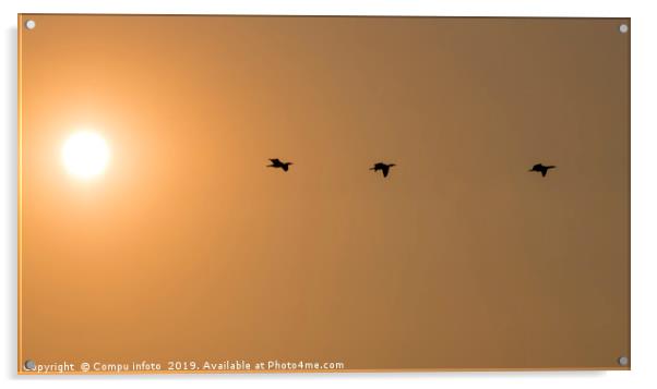 three cormorantbirds fly during sunset Acrylic by Chris Willemsen