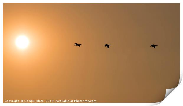 three cormorantbirds fly during sunset Print by Chris Willemsen