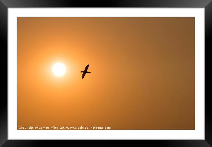 one cormorant bird fly during sunset Framed Mounted Print by Chris Willemsen