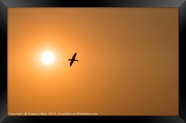 one cormorant bird fly during sunset Framed Print by Chris Willemsen