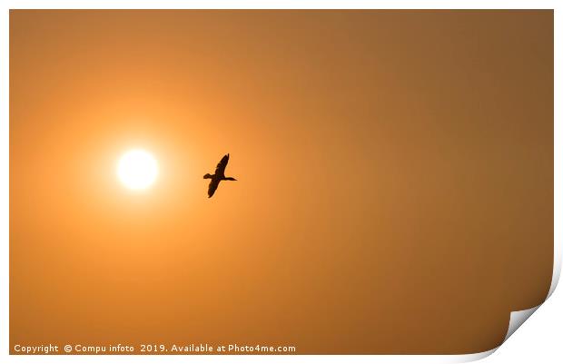 one cormorant bird fly during sunset Print by Chris Willemsen