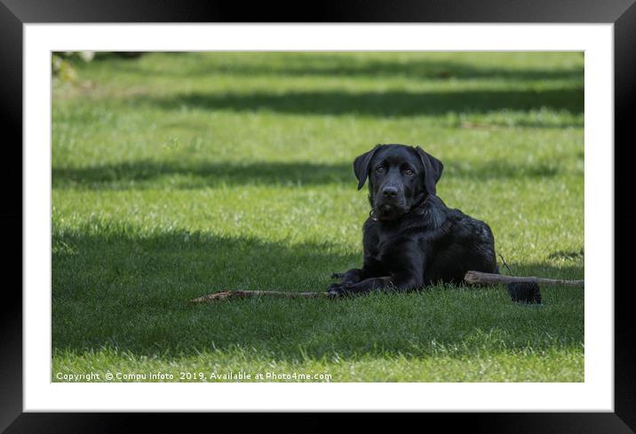 four month old labrador pup laying in the garden o Framed Mounted Print by Chris Willemsen
