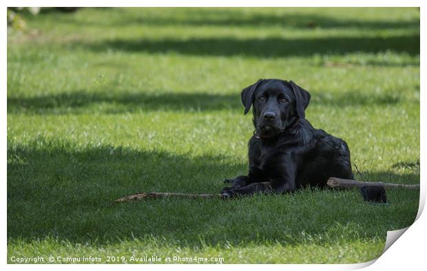 four month old labrador pup laying in the garden o Print by Chris Willemsen