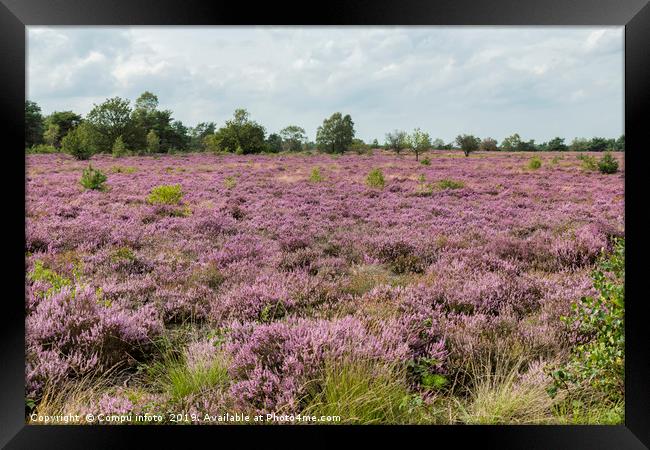 heather field in holland Framed Print by Chris Willemsen