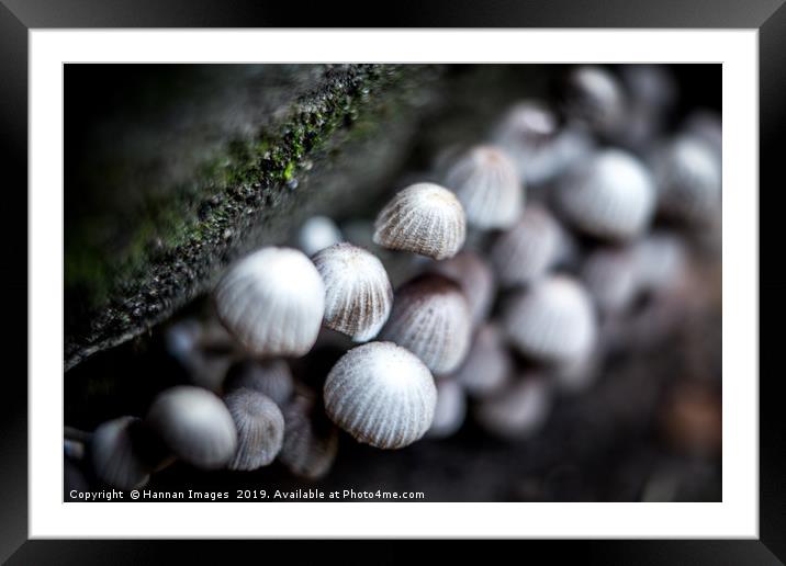 Tiny mushrooms Framed Mounted Print by Hannan Images