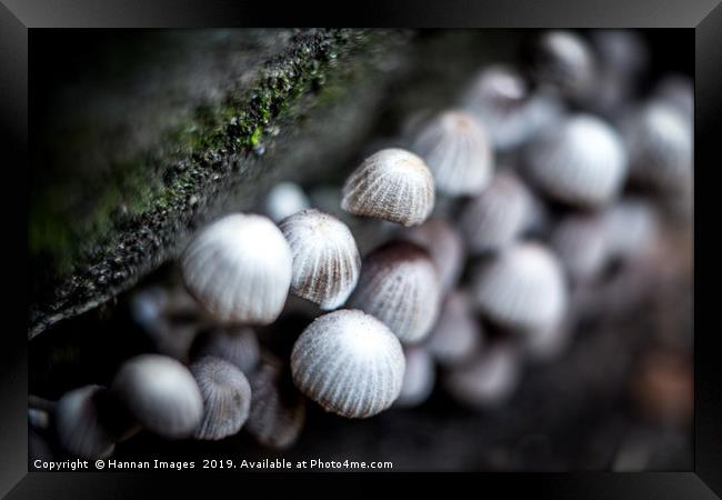Tiny mushrooms Framed Print by Hannan Images