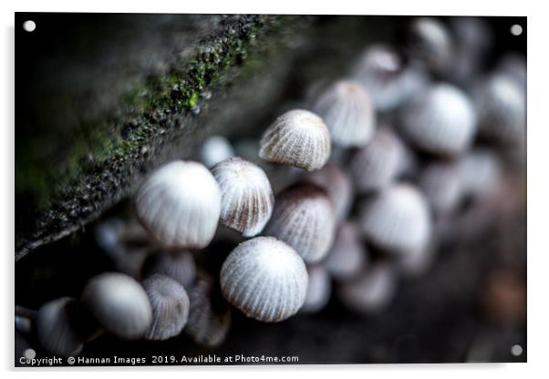 Tiny mushrooms Acrylic by Hannan Images